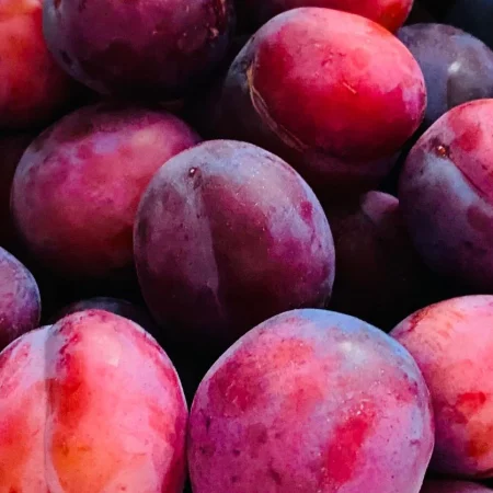 PRUNE ROUGE