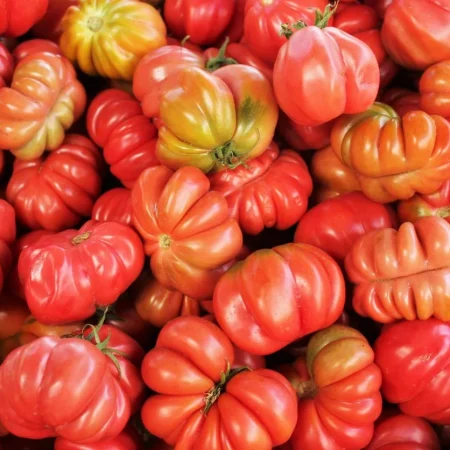 TOMATE COTELEE le colis de 5Kg