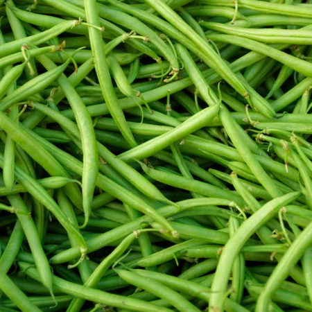 HARICOT VERT
