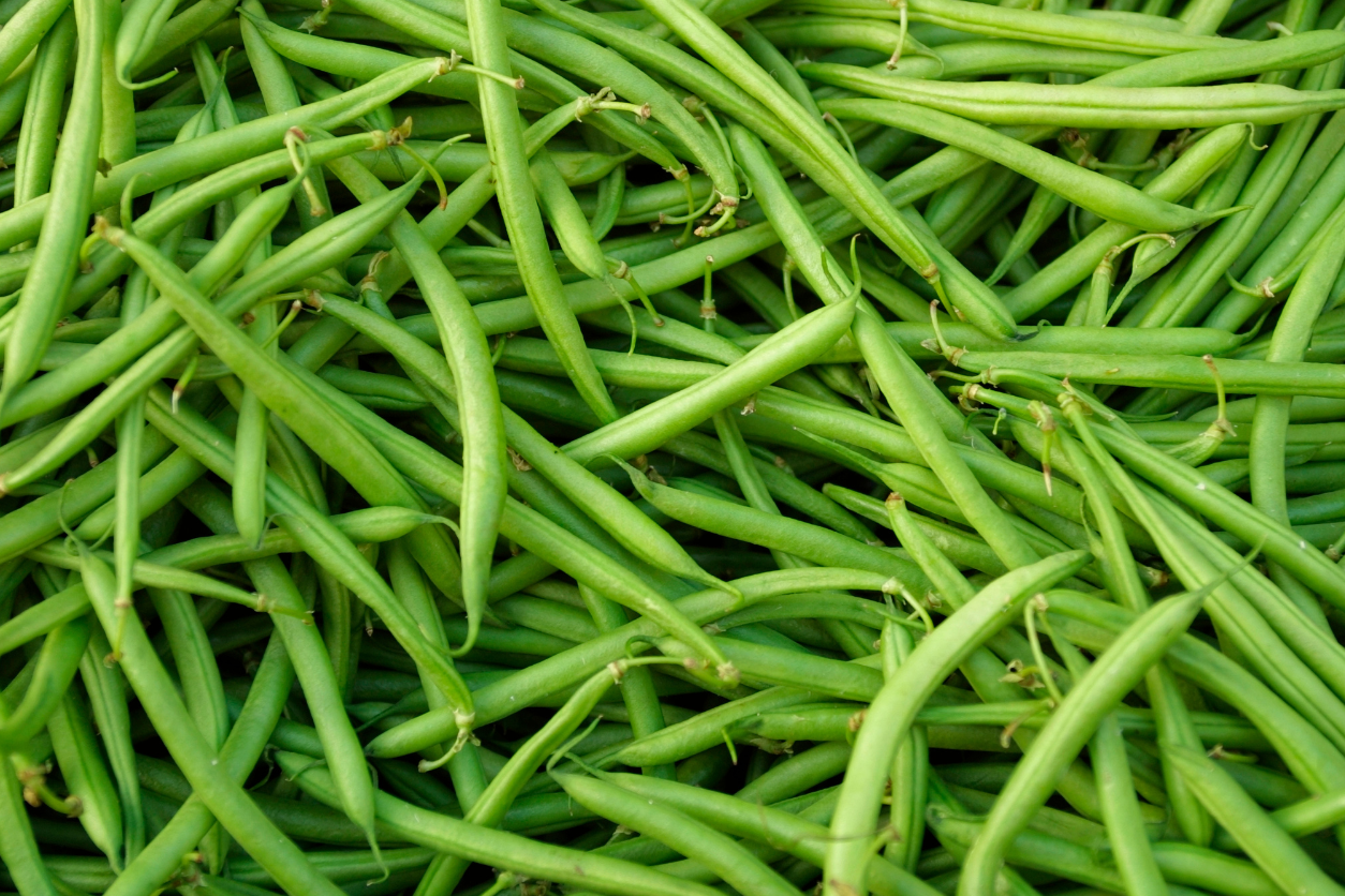 HARICOT VERT