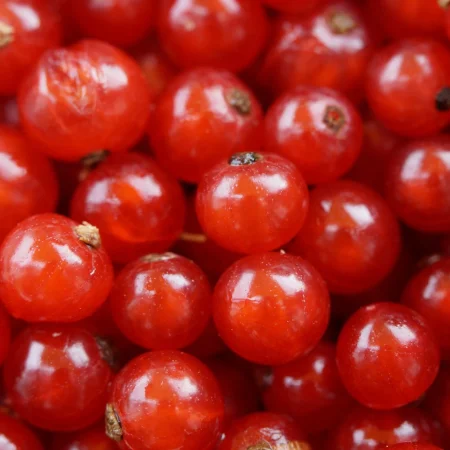 GROSEILLE 500GR