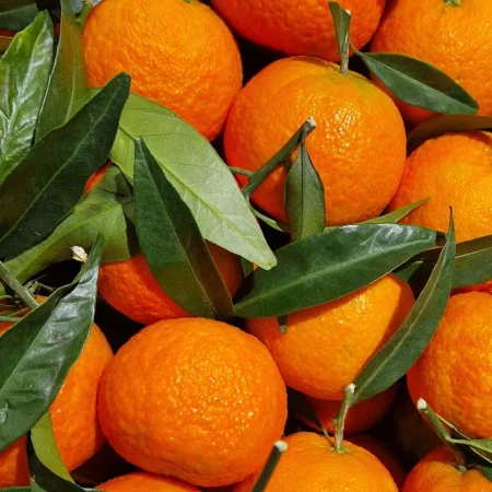 MANDARINE TANGO FEUILLE