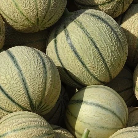 MELON
