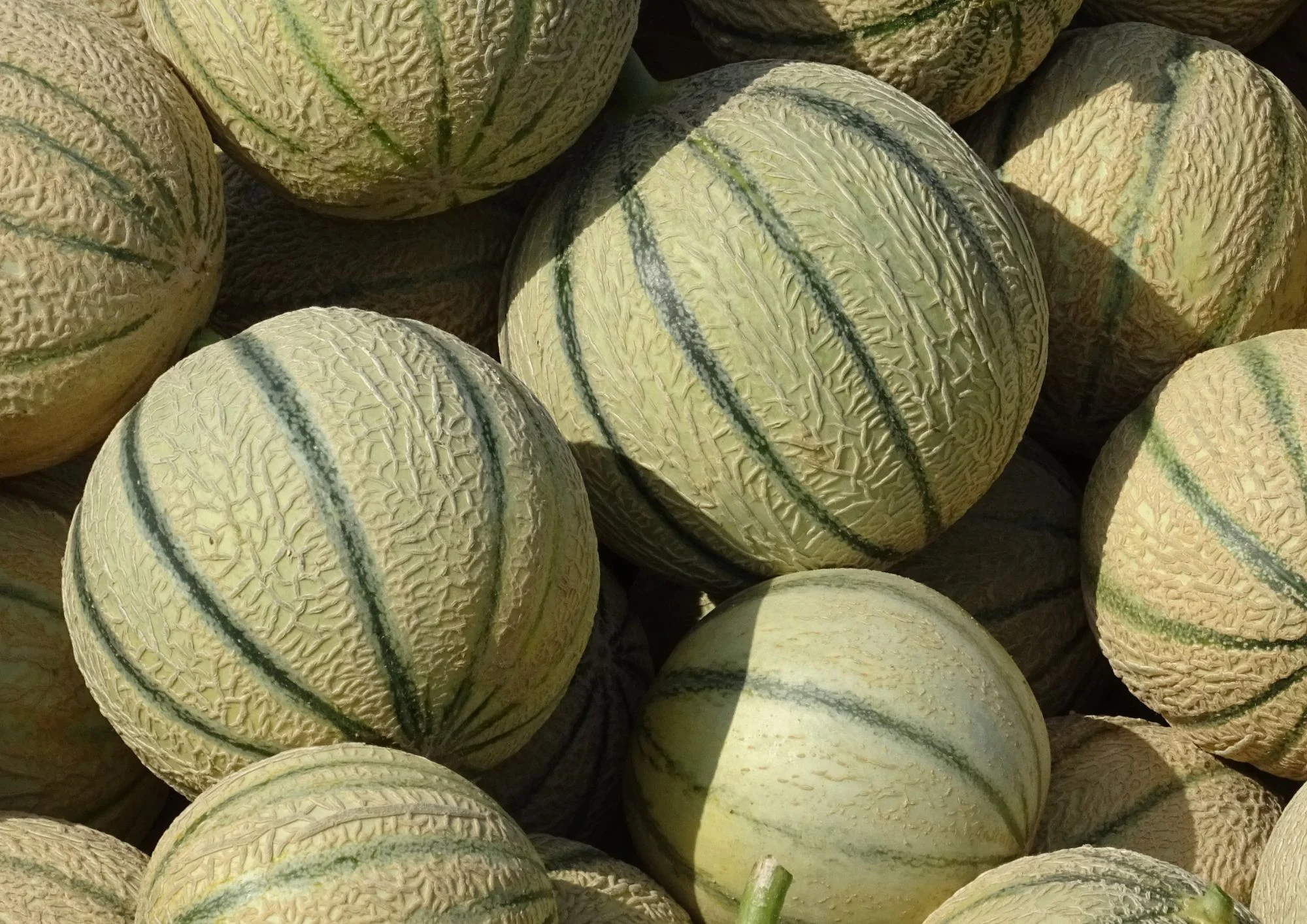 MELON