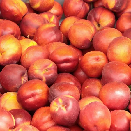NECTARINE BLANCHE