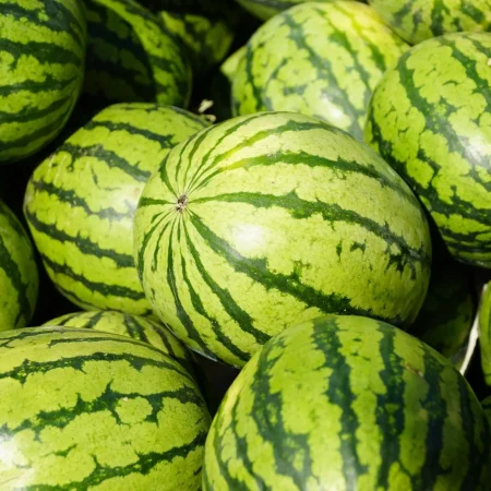 PASTEQUE SANS PEPINS