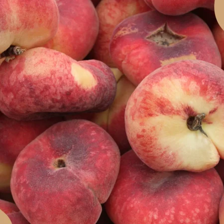 PECHE DE VIGNE