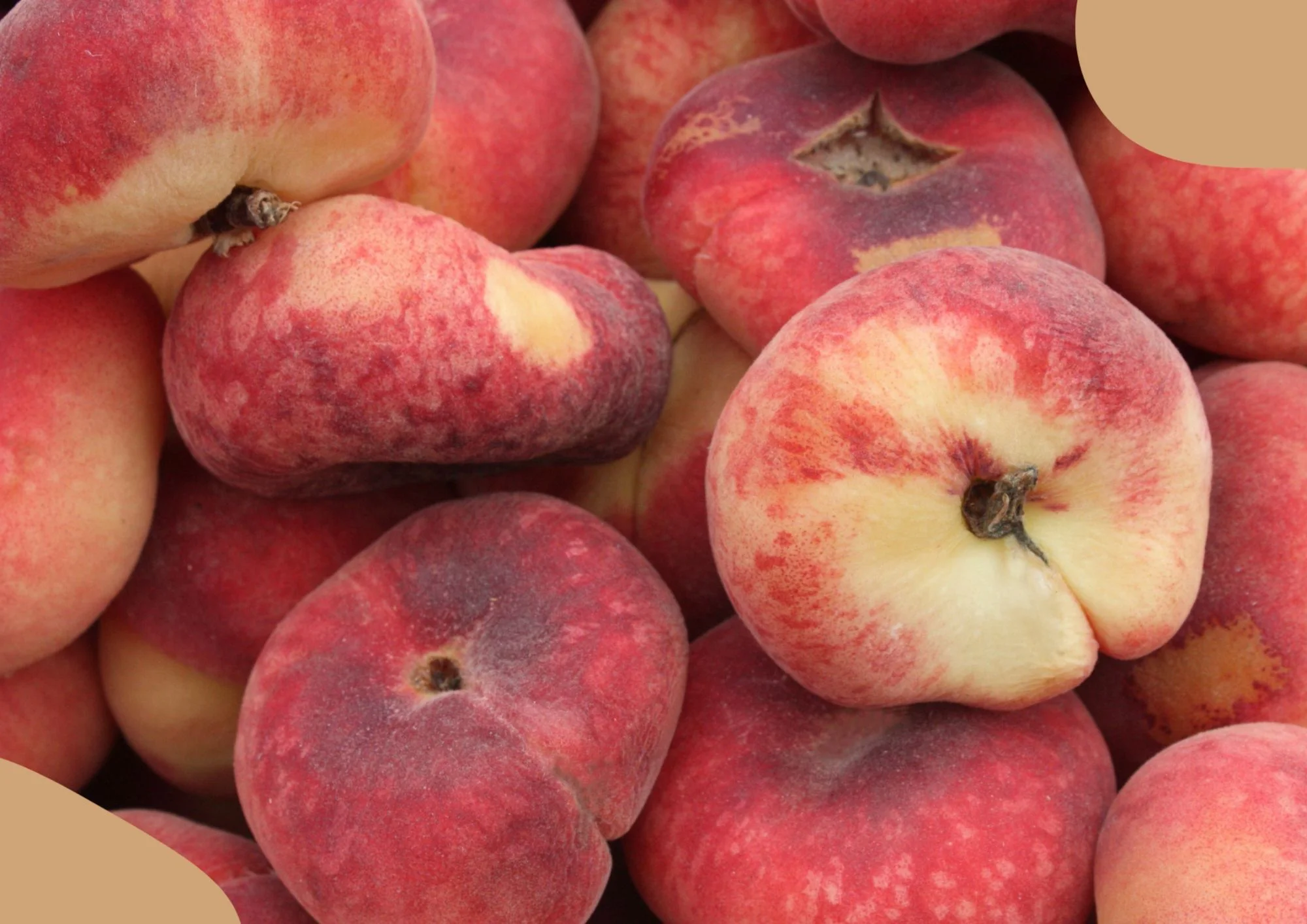 PECHE DE VIGNE