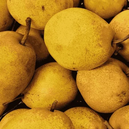 POIRE PASSE CRASSANNE