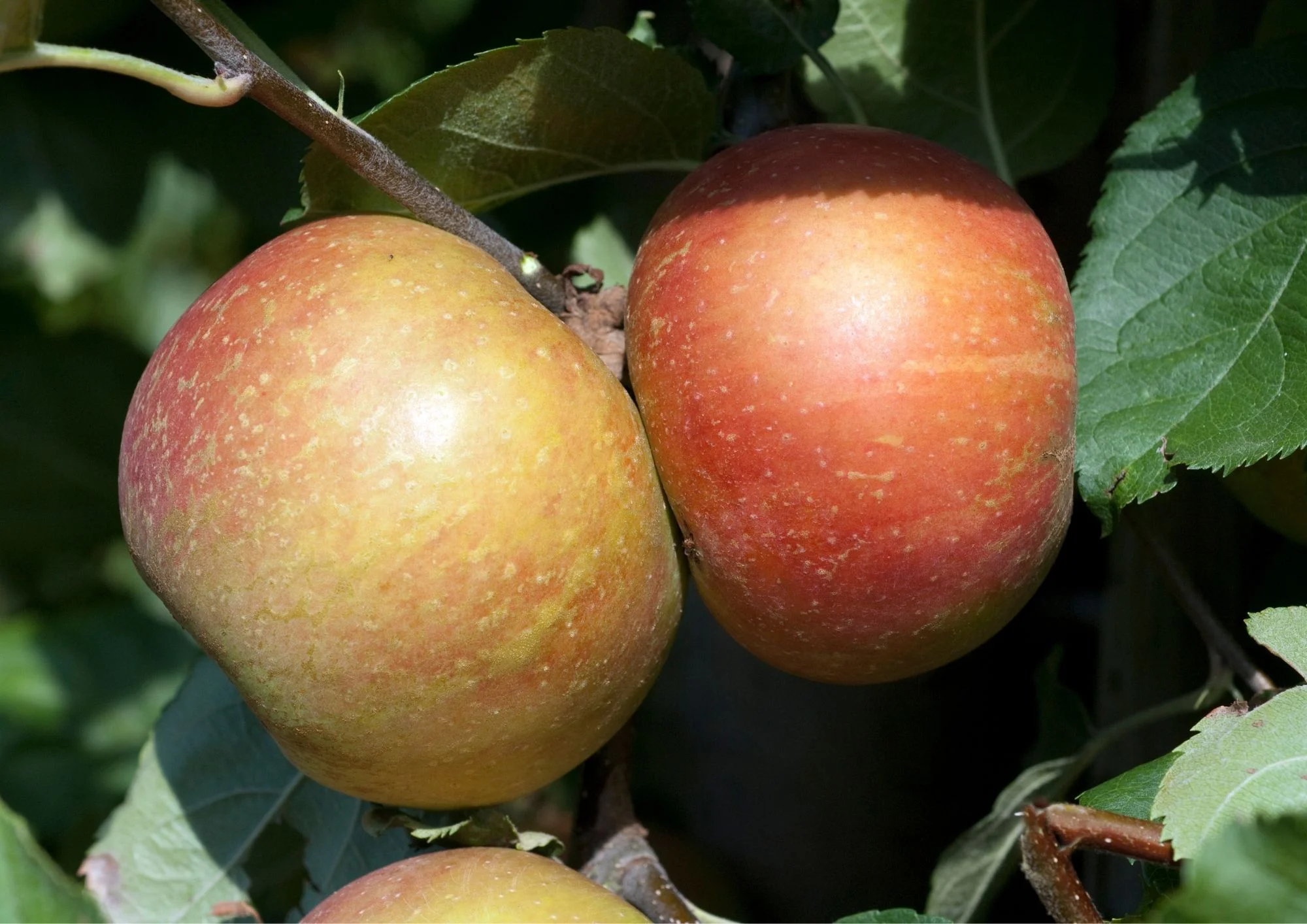 POMME BOSKOOP 12KG