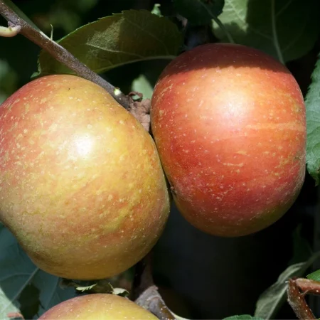 POMME BOSKOOP