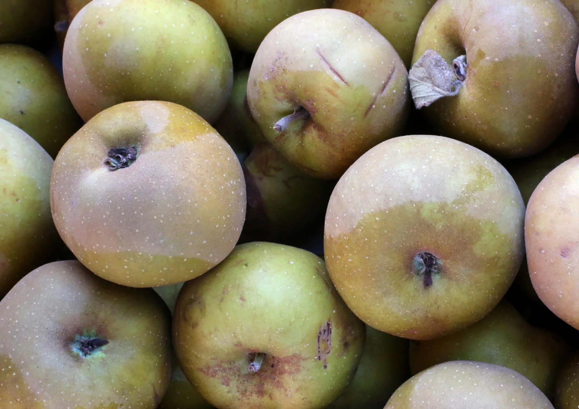 POMME CANADA GRISE 10 KG de nos vergers