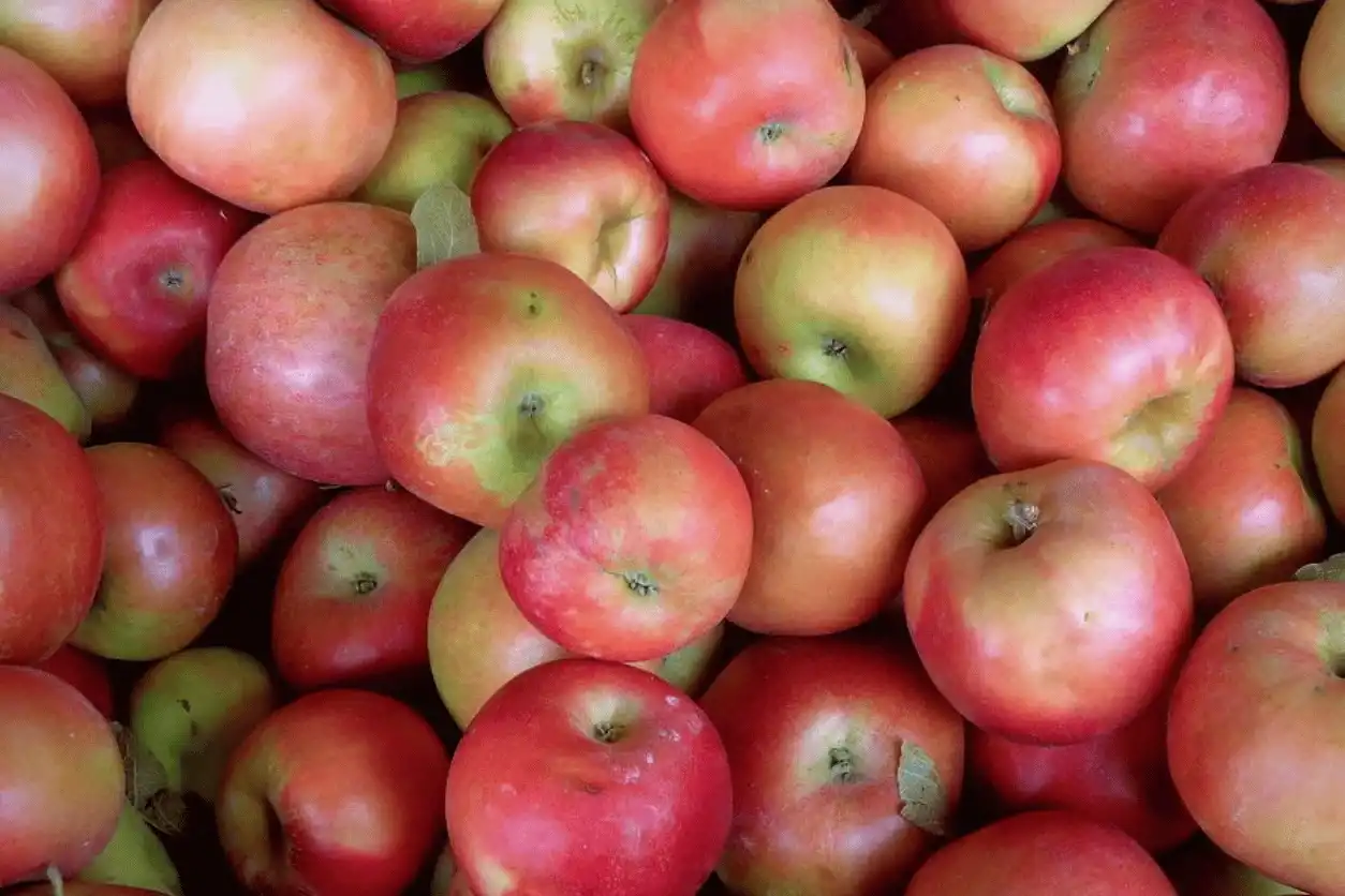 POMME IDARED 10KG
