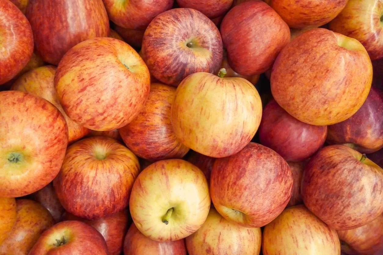 POMME PINOVA 10KG
