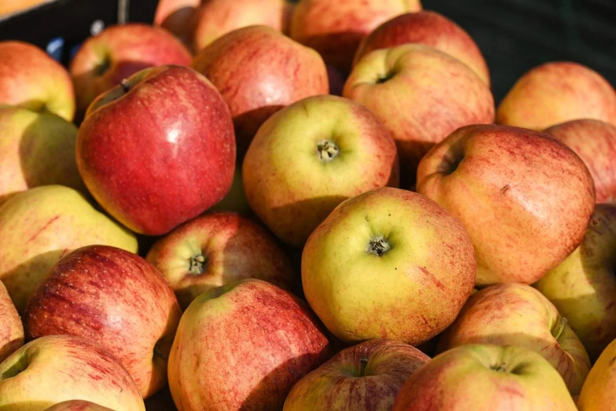 POMME PINOVA