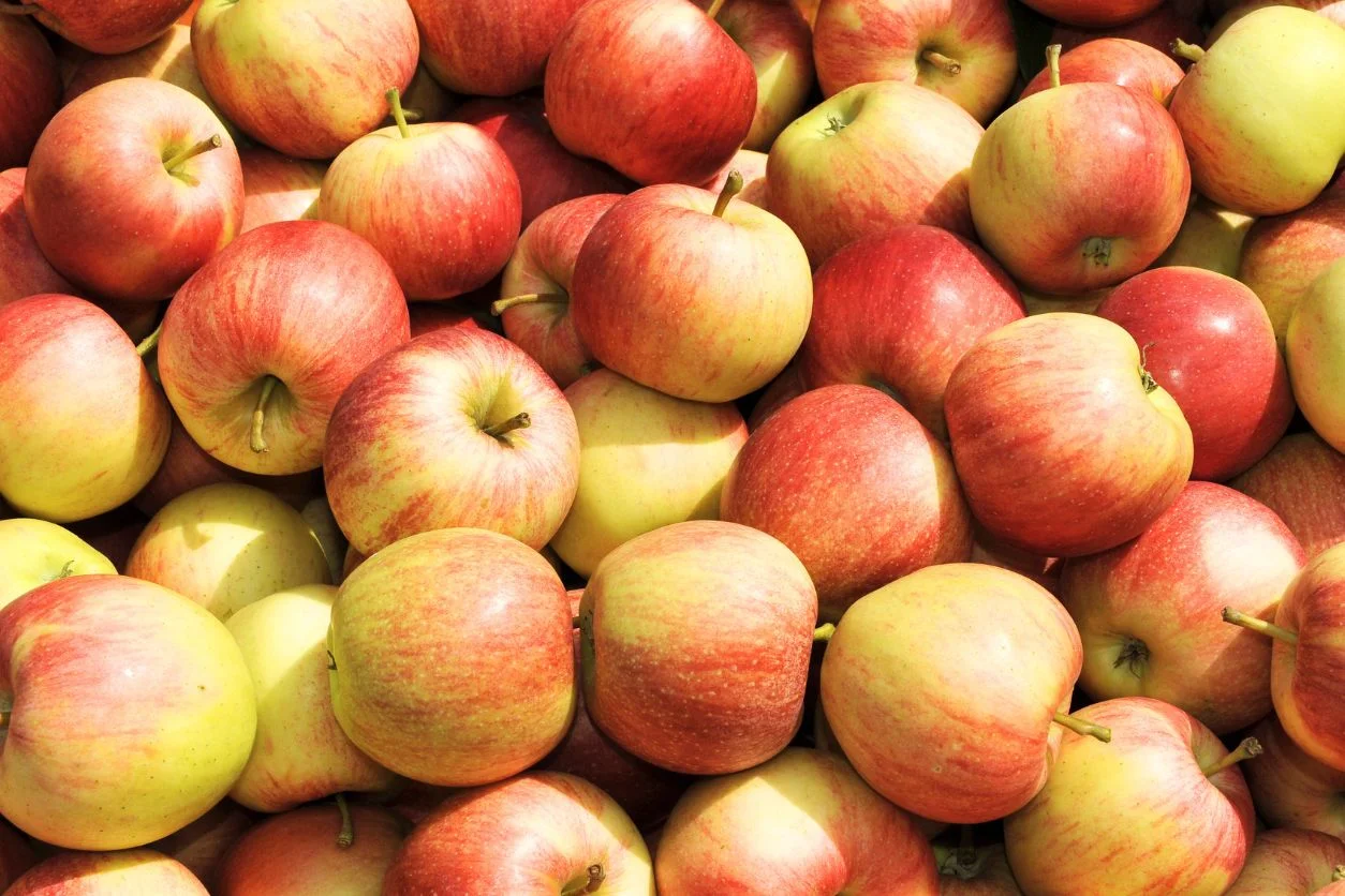 POMME REINE DES REINETTES 8KG