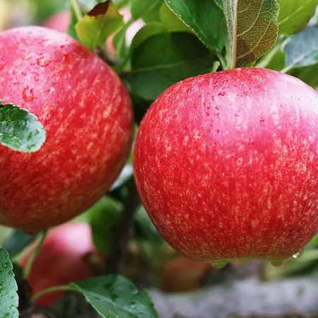 POMME ROYAL GALA