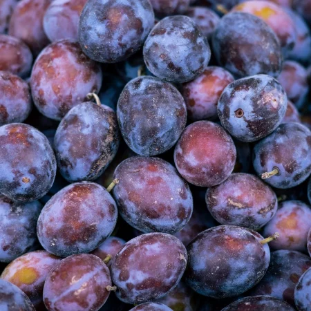 PRUNE QUETSCHE
