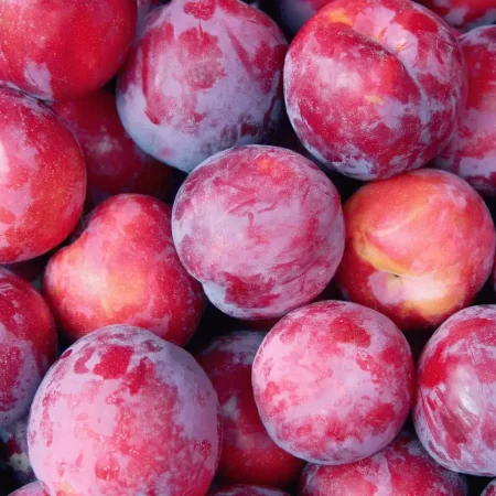 PRUNE ROUGE