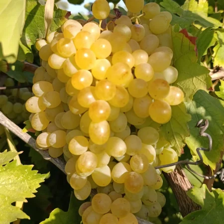 RAISIN CHASSELAS