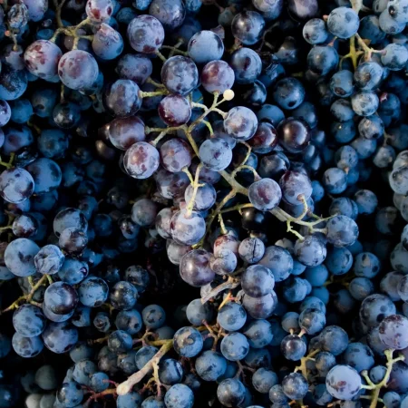 RAISIN MUSCAT