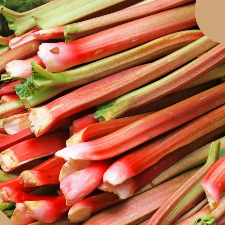 RHUBARBE