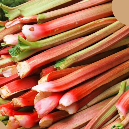 RHUBARBE
