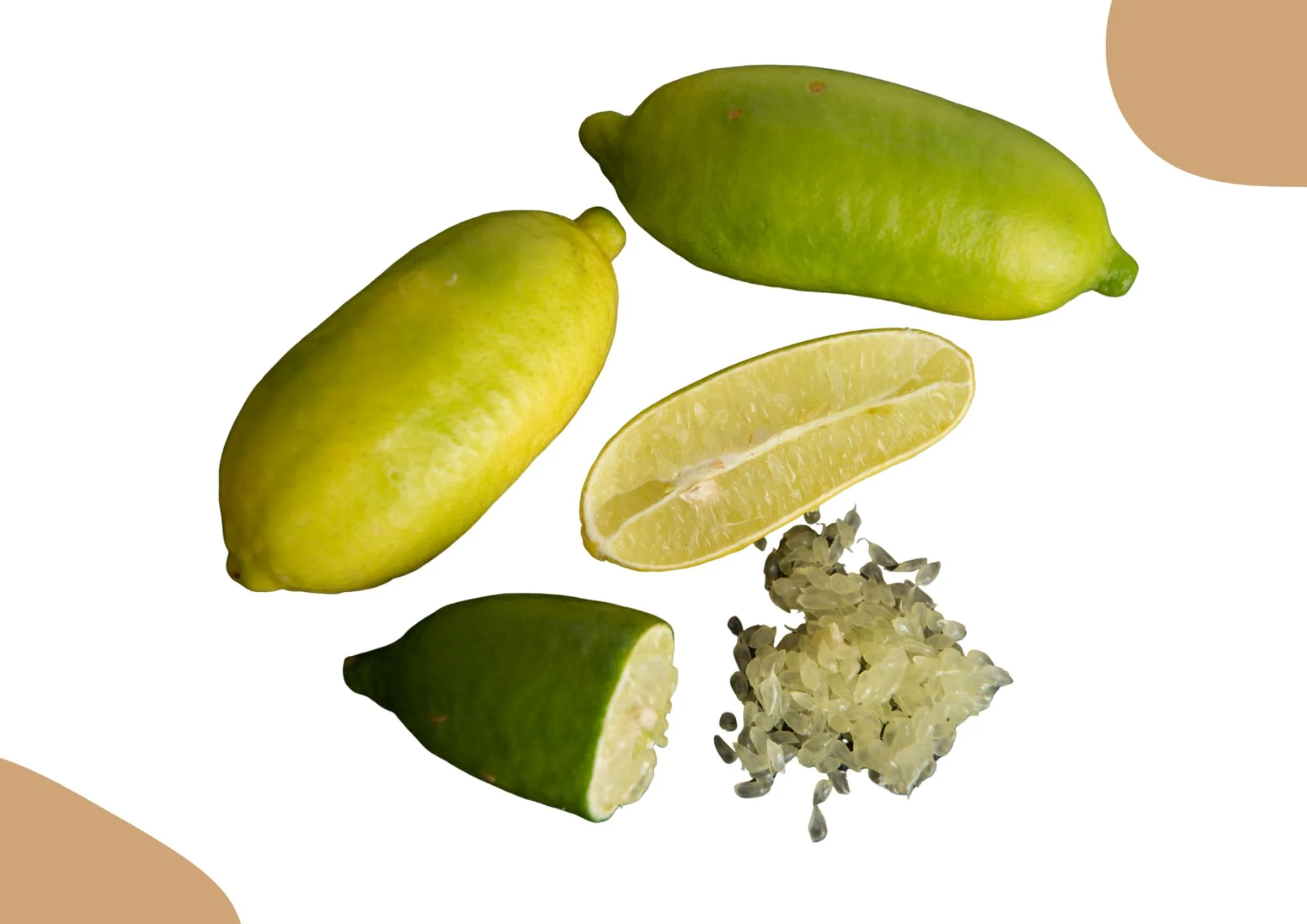 CITRON FEUILLE