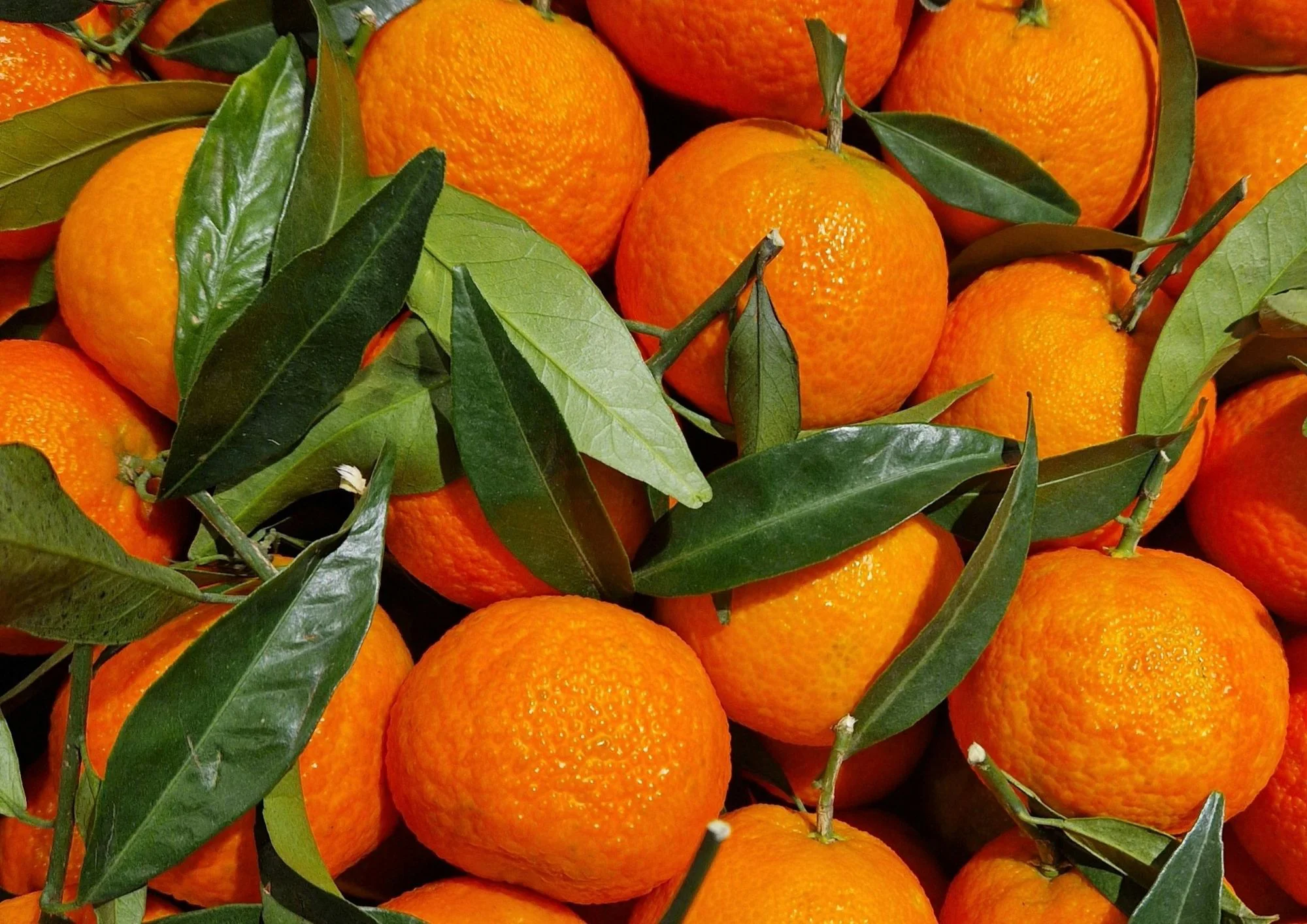CLEMENTINE FEUILLE 2.5KG