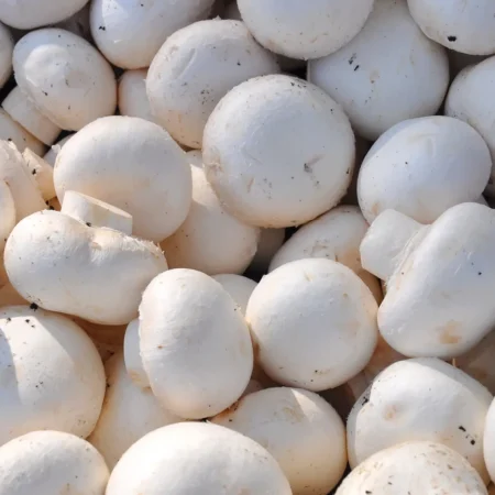 CHAMPIGNON  500gr
