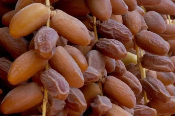 DATTES BOUQUET D'ALGÉRIE 500G