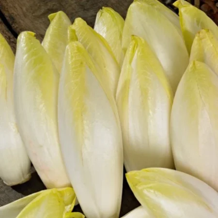 ENDIVE
