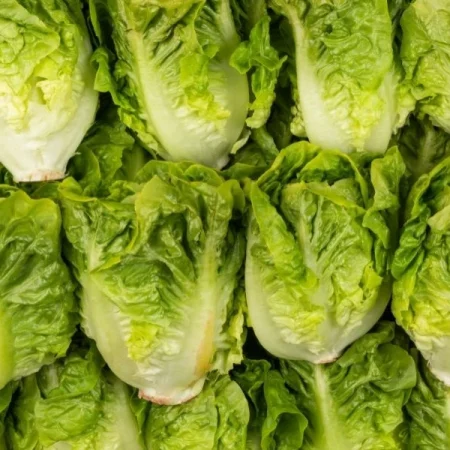 SALADE COEUR DE SUCRINE