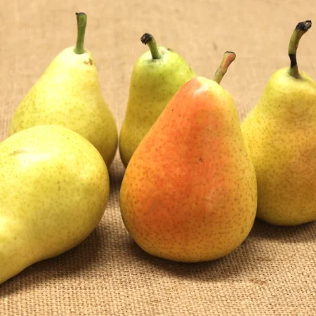 POIRE GUYOT