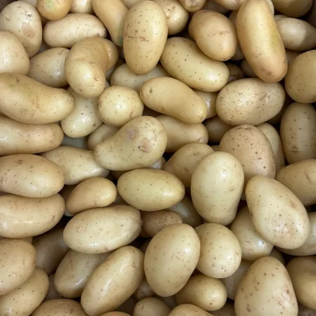 Pomme de terre délicatesse nouvelle récolte