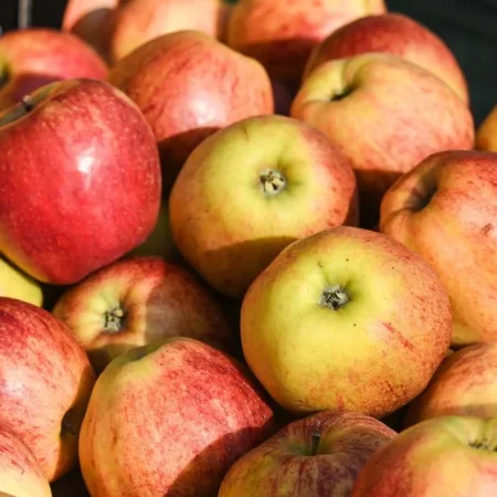 POMME DALINCO de nos vergers