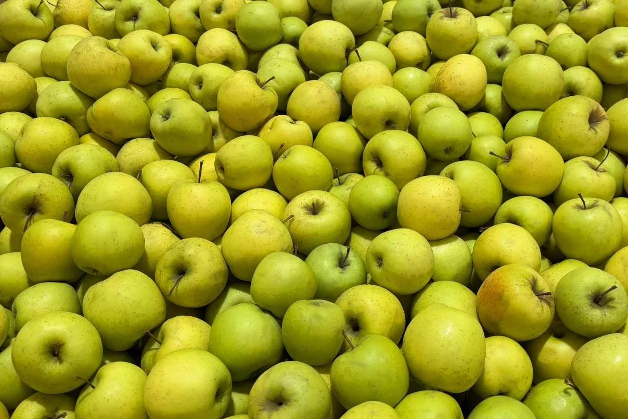 POMME GOLDOR 10KG de nos vergers