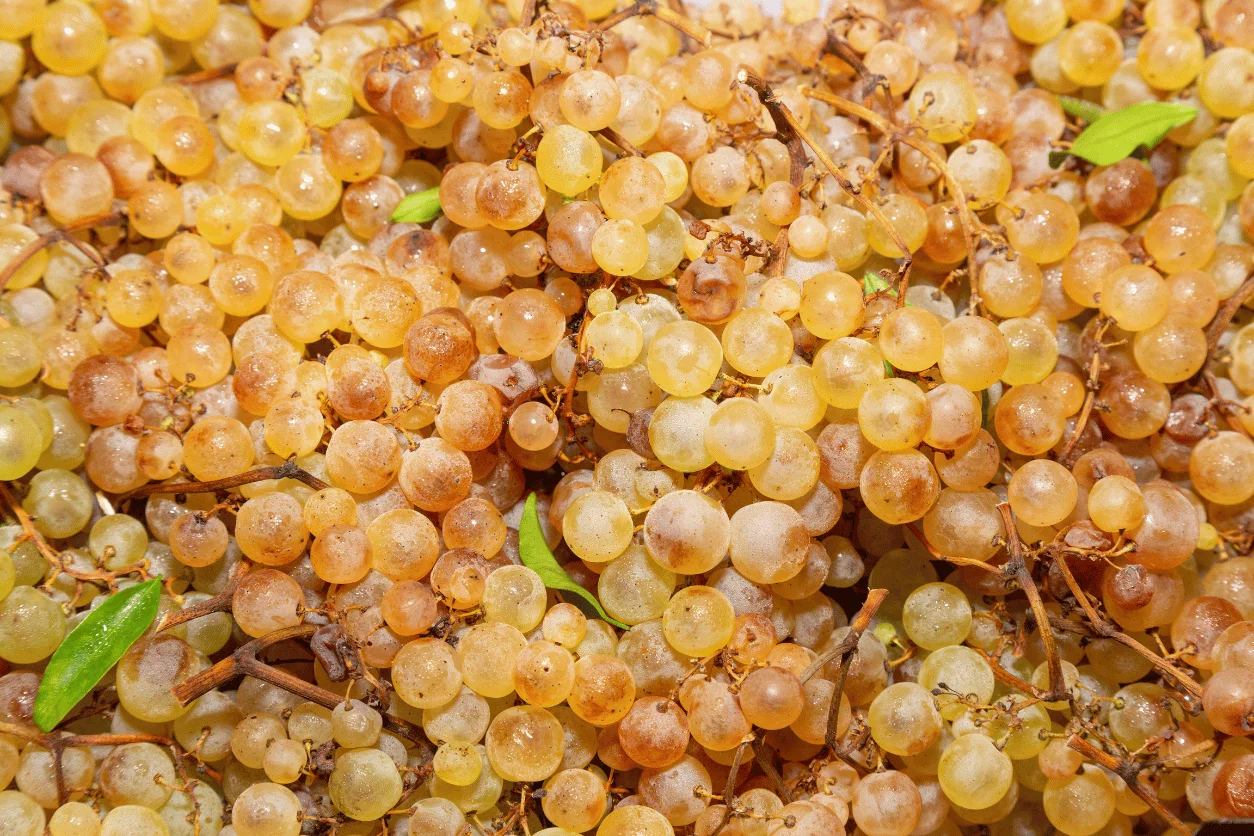 RAISIN CHASSELAS