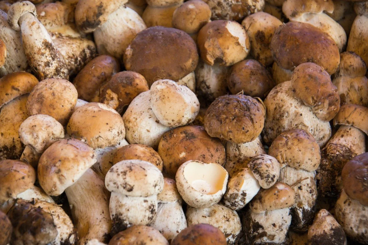 CHAMPIGNON CEPE 500GR
