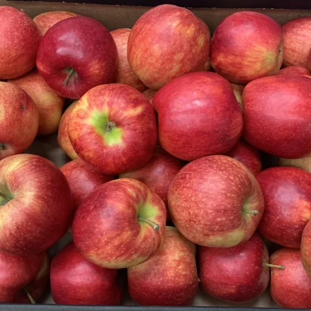 POMME CRIPSON de nos vergers