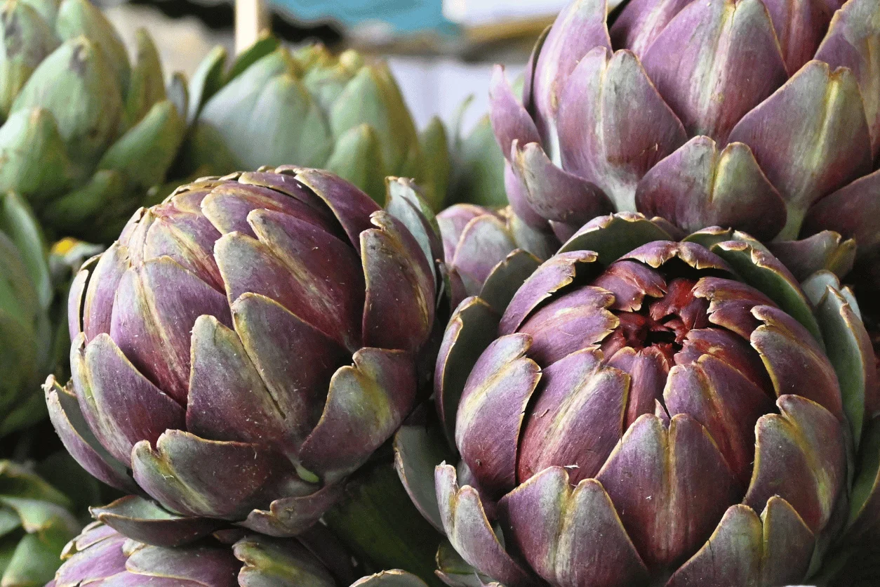 ARTICHAUT VIOLET