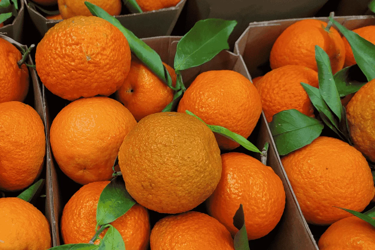 CLEMENTINE CORSE 2.5KG