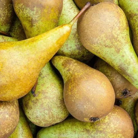 POIRE CONFERENCE de nos vergers