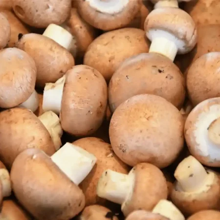 CHAMPIGNON BRUN