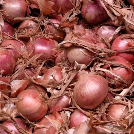 OIGNON DE ROSCOFF 1KG