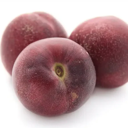 PECHE DE VIGNE