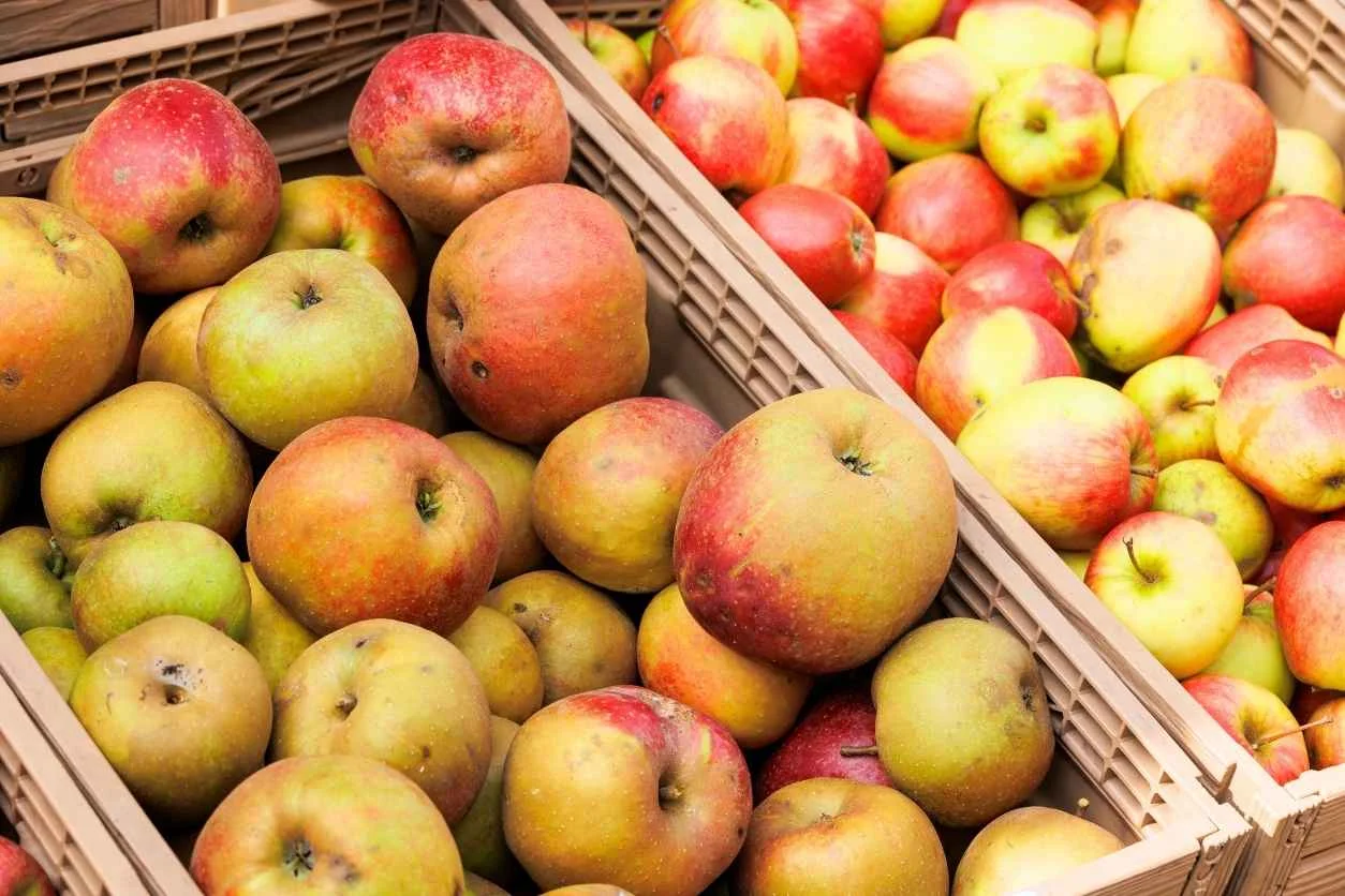 POMME BOSKOOP 10KG de nos vergers