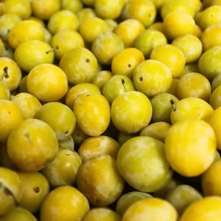 PRUNE MIRABELLE