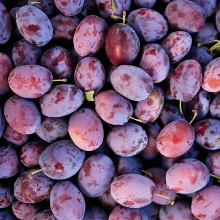 PRUNE QUETSCHE