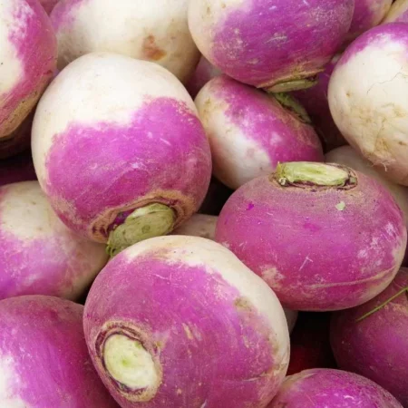 RAVE VIOLETTE